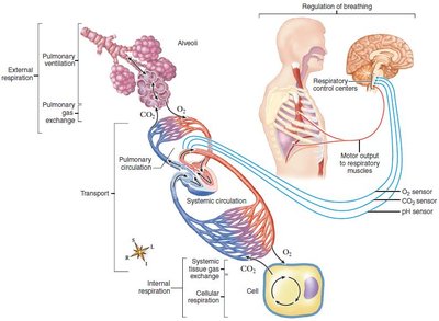 Overview of respiration and regulation