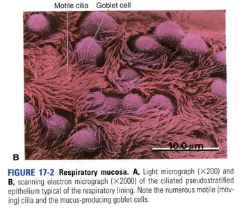 Electron micrograph of respiratory mucosa with labeled cilia and goblet cells