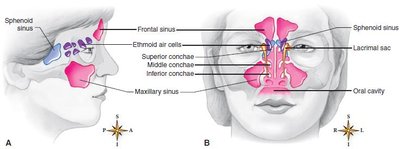 Diagram of paranasal sinuses in lateral and frontal views