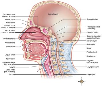 Sagittal section of head and neck showing pharynx and associated structures