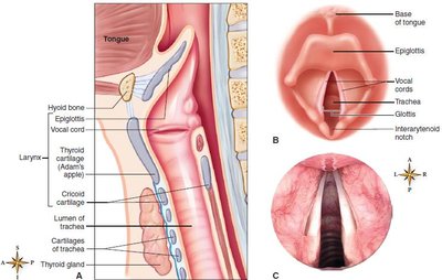 Anatomical diagrams of the larynx in sagittal and superior views