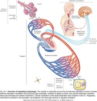 Overview of respiratory physiology