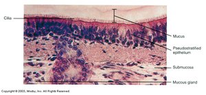 Ciliated pseudostratified epithelium of trachea