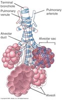 Respiratory area of lung