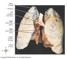 Human lungs