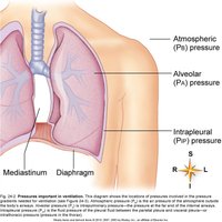 Pressures in lungs during ventilation