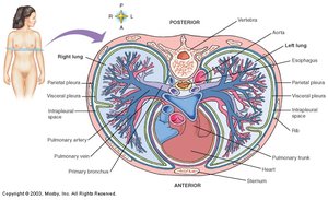 Transverse section through lungs