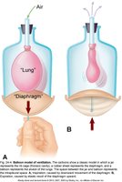 Bell jar demonstration of ventilation