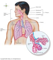 Path of air through respiratory system