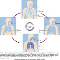 Respiratory cycle