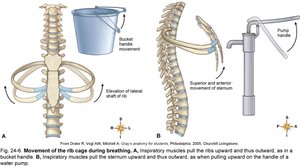 Movement of ribs and sternum during breathing