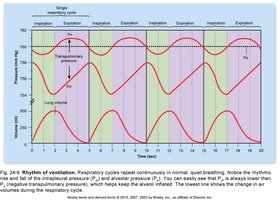 Respiratory cycle
