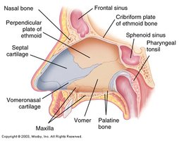 Anatomy of the nose