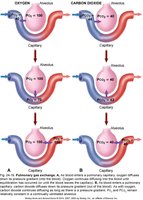 Gas exchange