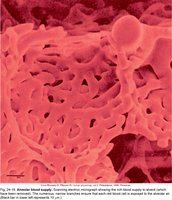 Alveoli and capillaries