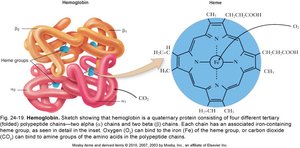 Hemoglobin structure