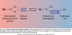 Carbaminohemoglobin reaction