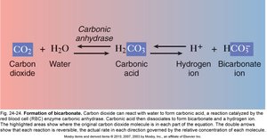 Bicarbonate formation