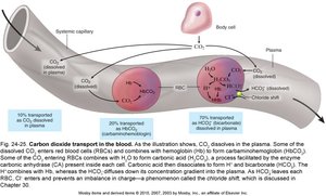 Mechanisms of carbon dioxide transport