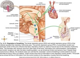 Regulation of breathing
