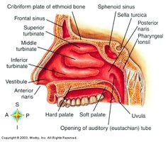 Nasal cavity anatomy