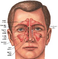 Paranasal sinuses
