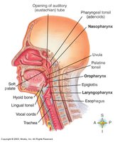 Sagittal head showing pharynx divisions