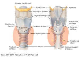 Larynx anatomy