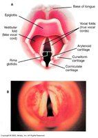 Entry of larynx and vocal cords