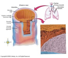 Trachea structure