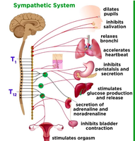 Sympathetic system effects