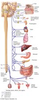Parasympathetic sacral pathways