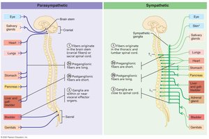 Sympathetic trunk and ganglia