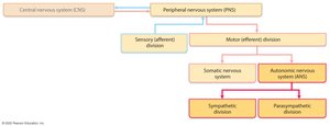 Structural organization of the nervous system