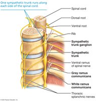 Sympathetic pathways through trunk and collateral ganglia