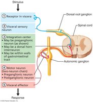 Visceral reflex arc