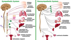 Sympathetic and parasympathetic system effects