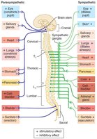 Parasympathetic and sympathetic divisions and their effects