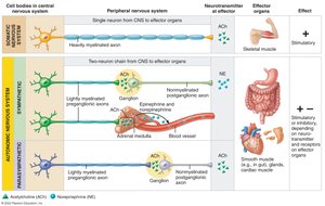 Comparison of somatic and autonomic motor neurons