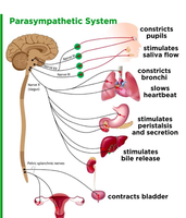 Parasympathetic system effects