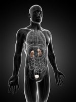 Urinary system organs in human body