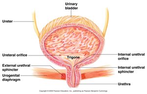 Urinary bladder anatomy