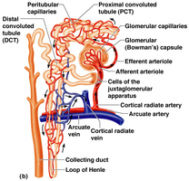 Nephron structure and blood flow