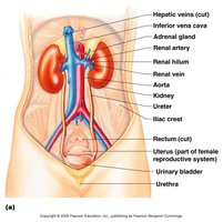 Anatomy of urinary system organs