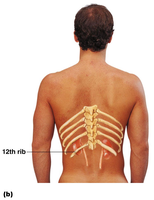 Kidney location relative to ribs and vertebrae