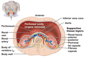 Kidney supportive tissue layers