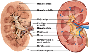 Kidney internal structures