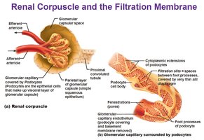 Renal corpuscle and filtration membrane