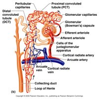 Nephron structure and blood flow