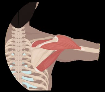 Shoulder muscles showing agonist, antagonist, and synergist roles
